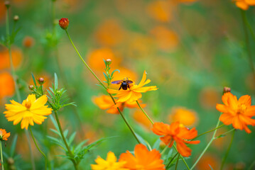 황화코스모스 꽃에 앉은 어리호박벌