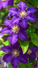 Close-up of vibrant purple clematis flowers
