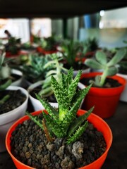 Small potted succulent plants arranged neatly on a display shelf indoors.