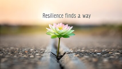 Lotus flower blooming from a crack representing resilience