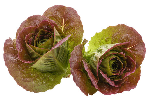 Isolated red Romaine lettuce heads for healthy salad preparation, fresh crisp produce
