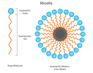 Science Diagram Explaining Soap Micelle Structure with Lyophilic Head and Lyophobic Tail