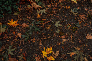 autumn leaves background