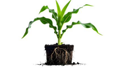 Corn seedling with exposed roots in soil, isolated against a black background