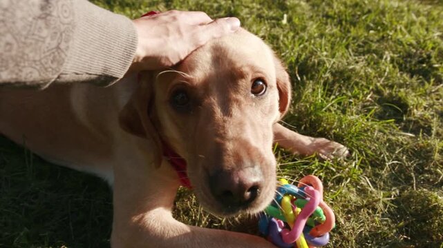 Close up young hand man stroke the dog muzzle gold labrador playing animal outdoor in park nature cute pet puppy beautiful friendly friendship sunshine sunset attractive blonde friends