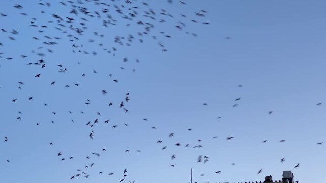 A flock of jackdaws flying in the morning sky