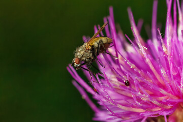 Fliege © Dominik