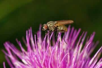 Fliege © Dominik