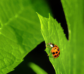Ladybug crawling on a green leaf