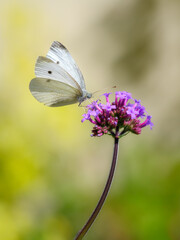 Macro of a white cabbage butterfly on averbena flower