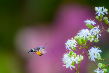 Macro of a flying hummingbird hawkmoth