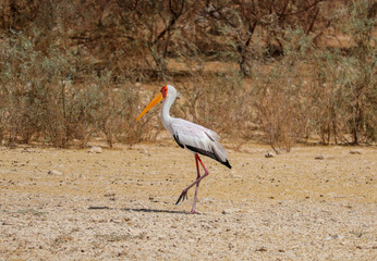 birds on Lake Nasser in Abu Simbel, Egypt