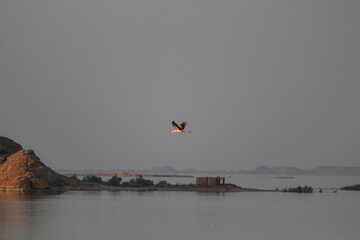 birds on Lake Nasser in Abu Simbel, Egypt