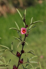 Vibrant Hibiscus Blossom: Tropical Beauty in Full Bloom
