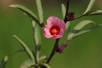 Vibrant Hibiscus Blossom: Tropical Beauty in Full Bloom
