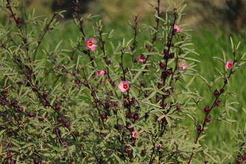 Vibrant Hibiscus Blossom: Tropical Beauty in Full Bloom
