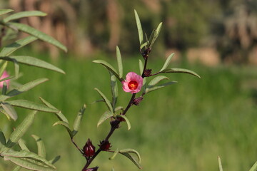 Vibrant Hibiscus Blossom: Tropical Beauty in Full Bloom
