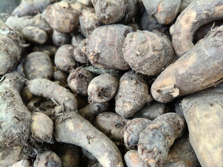 Close up shot of pile of Taro root.