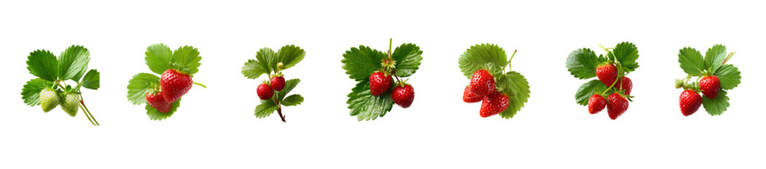 Collection of fresh red strawberries with green leaves isolated on a white background.