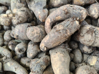 Close up shot of pile of Taro root.
