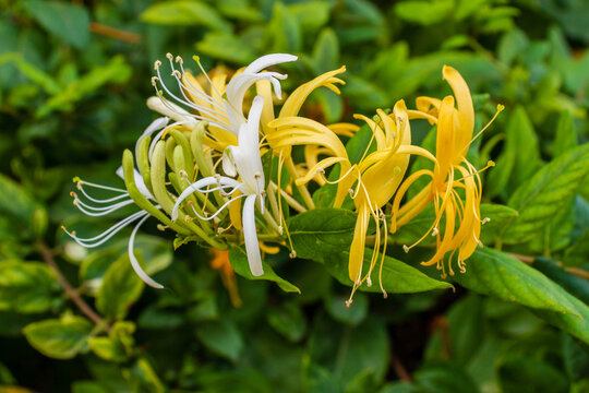 Honeysuckle Flower Cluster in White and Yellow on Green Garden Vine