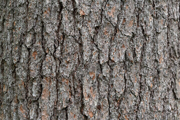 Naklejka premium bark of a tree Displays a close-up of tree bark with gray and brown tones. No people. Full-frame composition, earthy color tone. Realistic style, background is tree bark