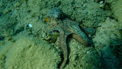 Common octopus (Octopus vulgaris) hunting, Aegean Sea, Greece, Halkidiki, Pirgos beach