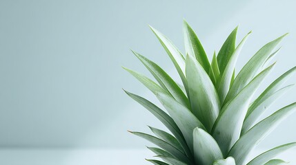 Close-up of the vibrant green leaves of a pineapple plant against a soft, pale blue background.