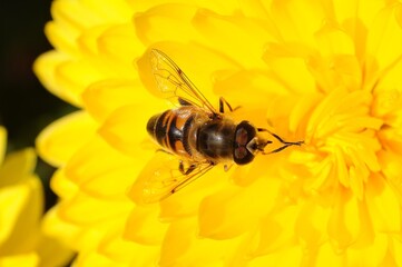 A hoverfly insect feeding on a bright yellow chrysanthemum flower
