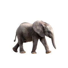 Obraz premium elephant isolated on white