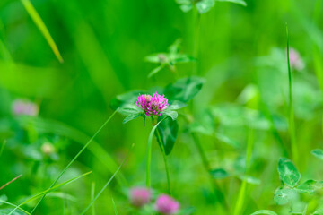 Fototapeta premium A Beautiful Pink Clover Blossom Emerging Joyfully Amidst Lush Green Grass All Around