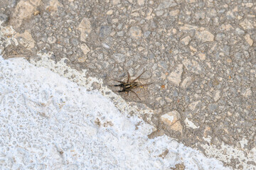 A small insect is crawling on the pavement, demonstrating fascinating behavior and adaptation