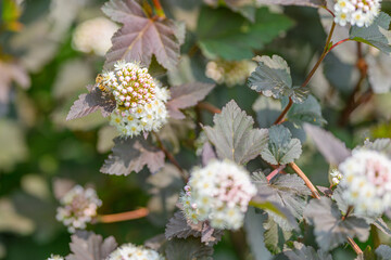 Delicate and Beautiful Flowers featuring Unique Foliage during the Season of Spring