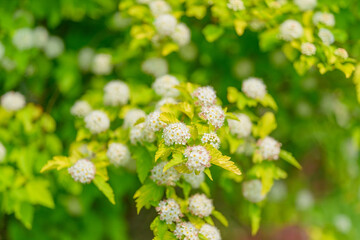 Fresh and Beautiful Blooming Greenery Accompanied by Delicate White Blossoms in Nature