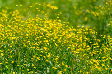 The Vibrant Yellow Wildflowers Gracefully Blooming in a Lush Green Field of Nature