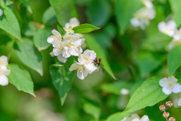 Bees engaging in the vital process of pollinating gorgeous white flowers amid lush greenery