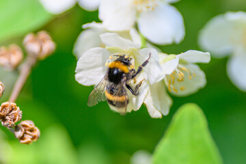 Buzzing Beauty A Bumblebee Gently Pollinating White Flowers in the Heart of Nature