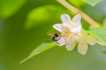 A Bee Engaged in the Process of Pollinating a Beautiful Blossom in Natures Embrace