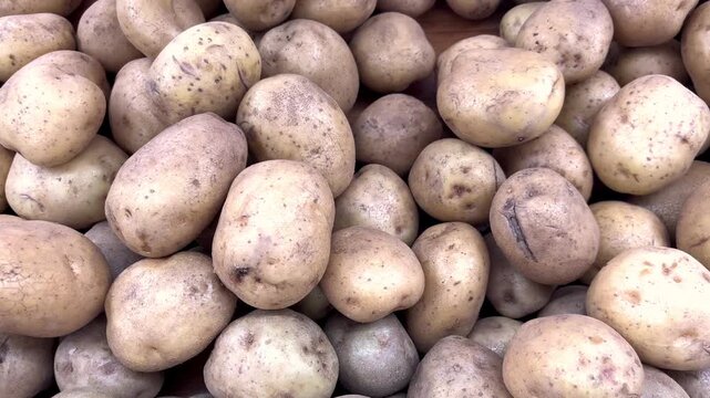 Pile of raw potatoes for sale. Fresh potatoes in grocery store. Fresh vegetables in concept of organic healthy food, vegetarian and diet