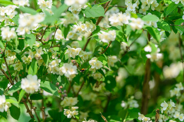 The Beautiful Blooms of Jasmine are in Full Blossom, creating a stunning sight to behold