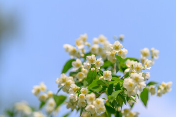 Delicate and beautiful white flowers are blooming against a clear, beautiful blue sky