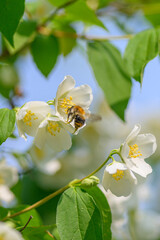 A Busy Bee Pollinating Beautiful Jasmine Flowers in a Bright and Lush Garden Setting