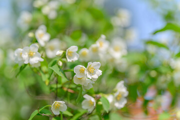 Experience the stunning beauty of beautiful blooming white flowers found in natures embrace