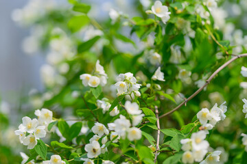 Stunningly Beautiful White Flowers Surrounded by Lush Green Foliage in Natures Paradise