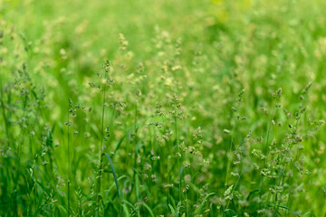 A breathtaking lush green grassy field adorned with delicate and vibrant blossoms everywhere