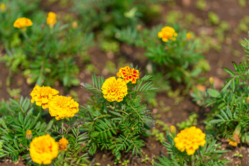 The Vibrant Marigold Flowers in Flourishing Bloom Bring Color and Life to Every Garden Scene