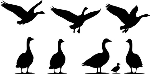Fototapeta premium Set of monochrome silhouettes depicting geese in various poses including standing and flying