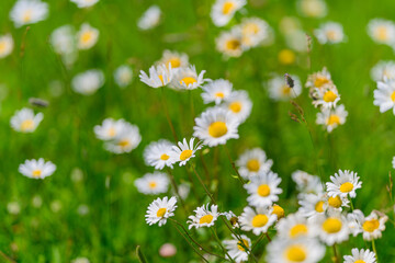 Fototapeta premium A Beautiful Field of Brightly Colored Daisies Blooming Vibrantly in Lush Green Grass
