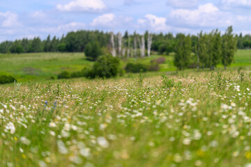 Obraz premium A Beautiful Lush Green Meadow Filled with Colorful Wildflowers Beneath a Bright Blue Sky