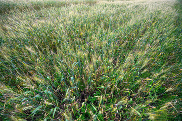 The Lush Green Grassland That Displays the Unmatched Beauty of Natures Splendor